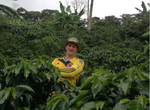 Colombia - Huila Palestina Pink Bourbon