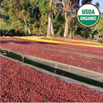 Ethiopia Organic Sidama Ayla Bombe