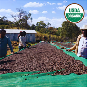 ETHIOPIA ORGANIC GUJI BUKU SAYISA