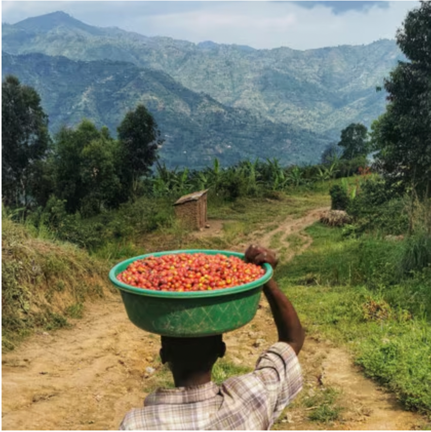 Uganda Rwenzori Kisinga