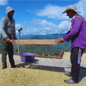 COLOMBIA ASOBOMBO ORGANIC HUILA From The Coffee Ride – The Coffee COLOMBIA ASOBOMBO ORGANIC HUILA From The Coffee Ride – The Coffee