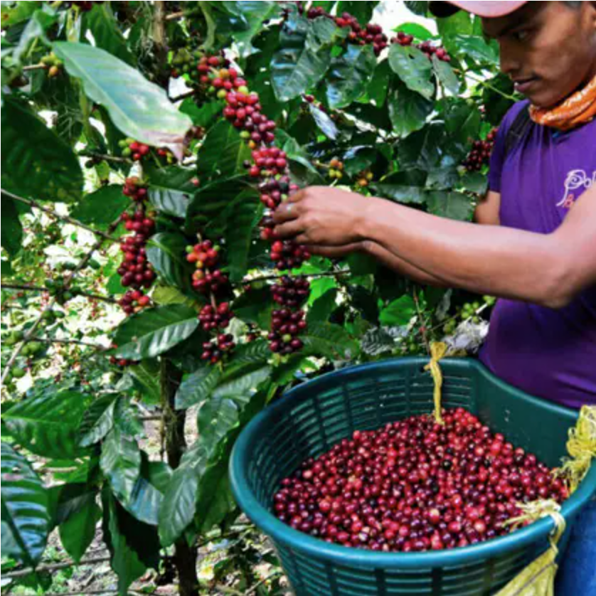 Nicaragua La Bastilla Natural