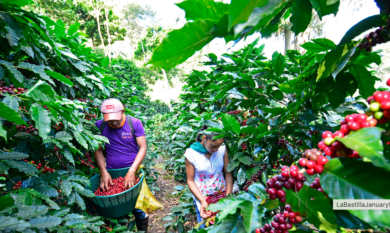 Nicaragua La Bastilla Natural GEISHA