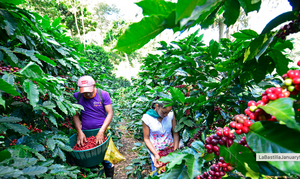 Nicaragua La Bastilla Natural GEISHA