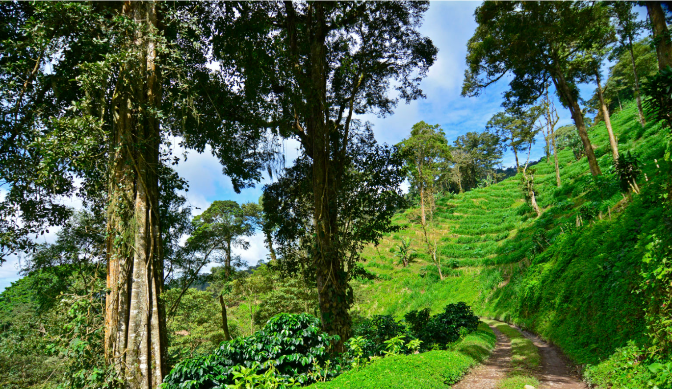 Nicaragua La Bastilla Natural GEISHA
