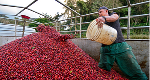 Nicaragua La Bastilla Natural GEISHA