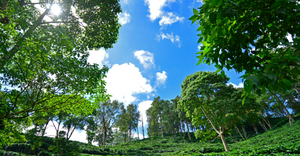 Nicaragua La Bastilla Natural GEISHA