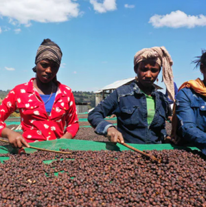 ETHIOPIA GUJI SHAKISO SAWANA