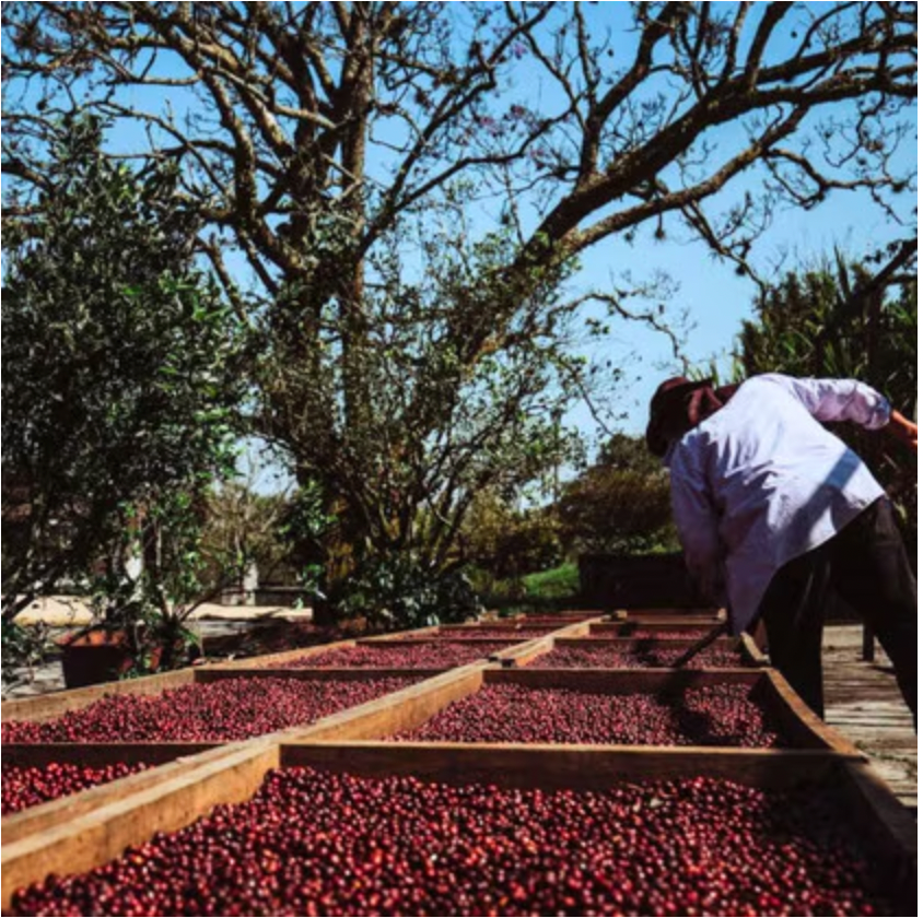 【タイガーショット】risounoCoffee COLOMBIA ASOBOMBO ORGANIC HUILA From The Coffee Ride – The Coffee