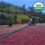Ethiopia Organic Sidama Bura Hamasho