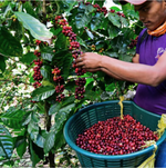 Nicaragua La Bastilla