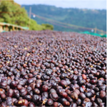 Ethiopia Guji Danbi Udo