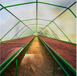 Nicaragua Geisha (la Bastilla farm)